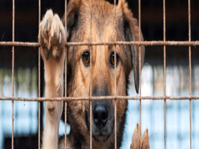 Pet Adoption Awareness Drive